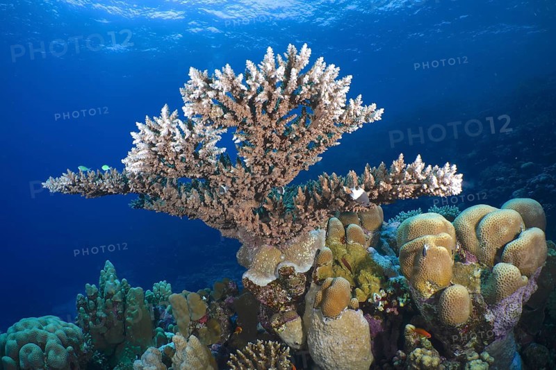 Pharaoh's antler coral (Acropora pharaonis)