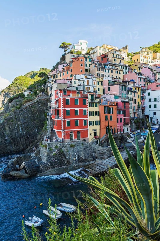 Colourful residential buildings and Agave americana 'Marginata' - American Aloe plants in Riomaggiore, Cinque Terre, La Spezia, Italy