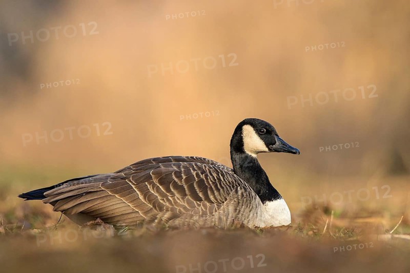 Canada Goose (Branta canadensis), Baden-Wuerttemberg, Germany