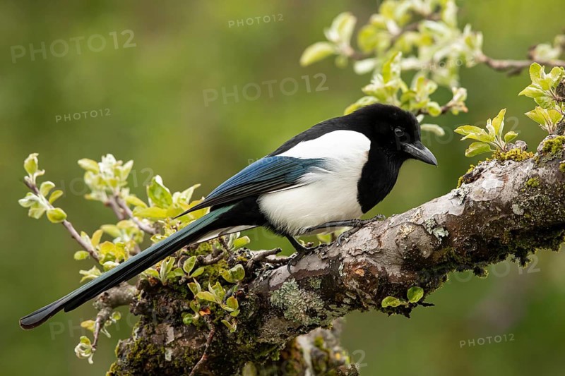 Eurasian Magpie (Pica pica), Smaland, Sweden
