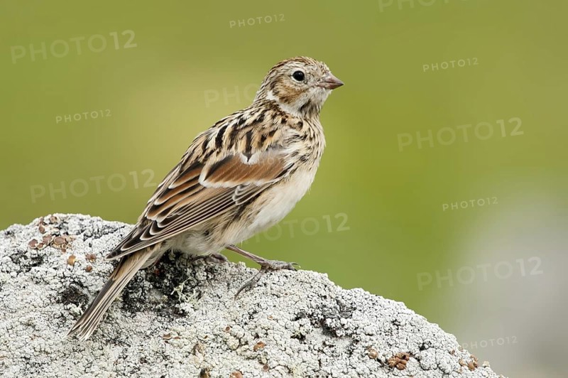 Lapland Longspur (Calcarius lapponicus), Alaska, USA