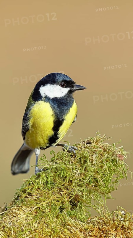 Great tit (Parus major), sitting on a moss-covered tree root, Wilnsdorf, North Rhine-Westphalia, Germany
