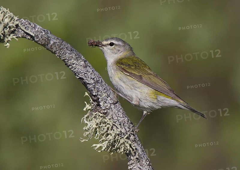 Tennessee Warbler, male