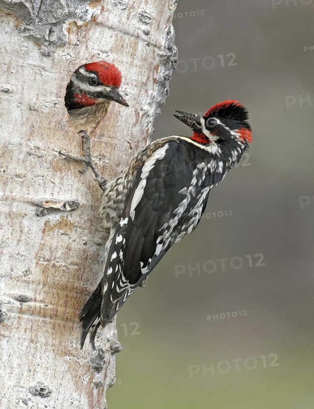 Red-naped Sapsucker (Sphyrapicus nuchalis) pair, British Columbia, Canada