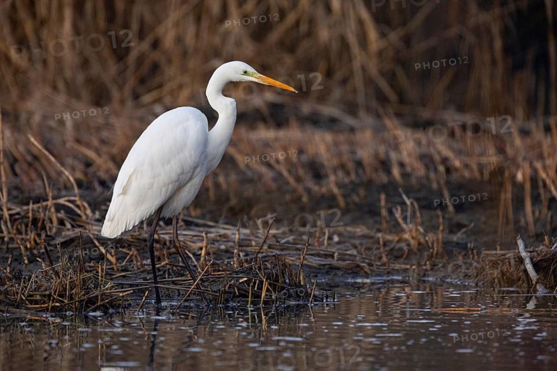 Great White Egret (Egretta alba) Germany