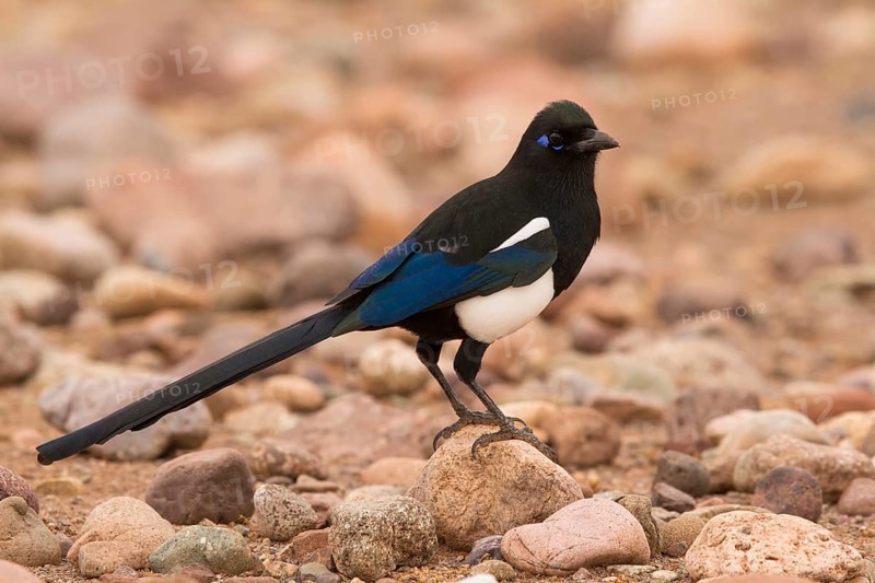 Eurasian Magpie (Pica pica mauritanica), Morocco