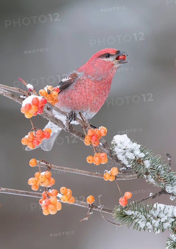 Pine Grosbeak (Pinicola enucleator) male eating red berries, Alaska, USA