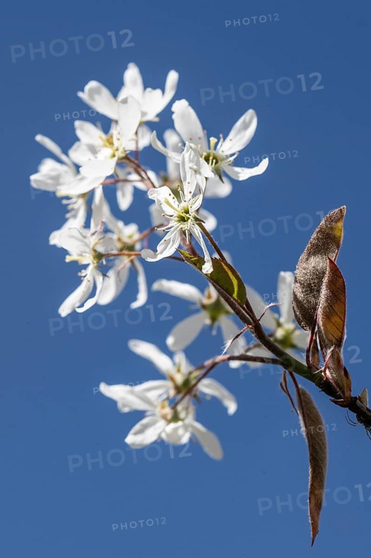 Copper rock pear (Amelanchier lamarckii), Emsland, Lower Saxony, Germany