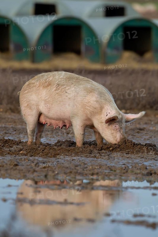 Domestic pig (Sus scrofa domesticus) adult farm animal standing in mud in a field, England, United Kingdom