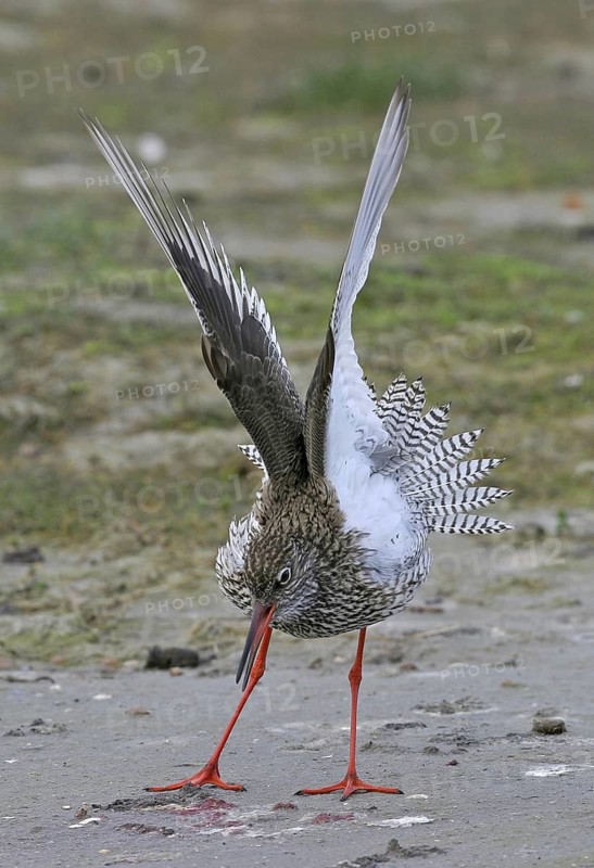 Common Redshank (Tringa totanus), Noordholland, Netherlands
