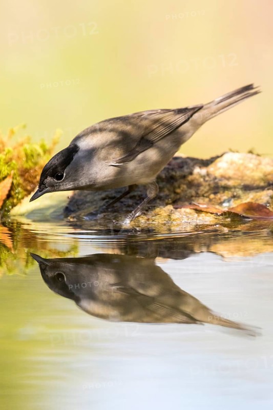Eurasian Blackcap (Sylvia atricapilla) male at a waterhole, Madrid, Spain