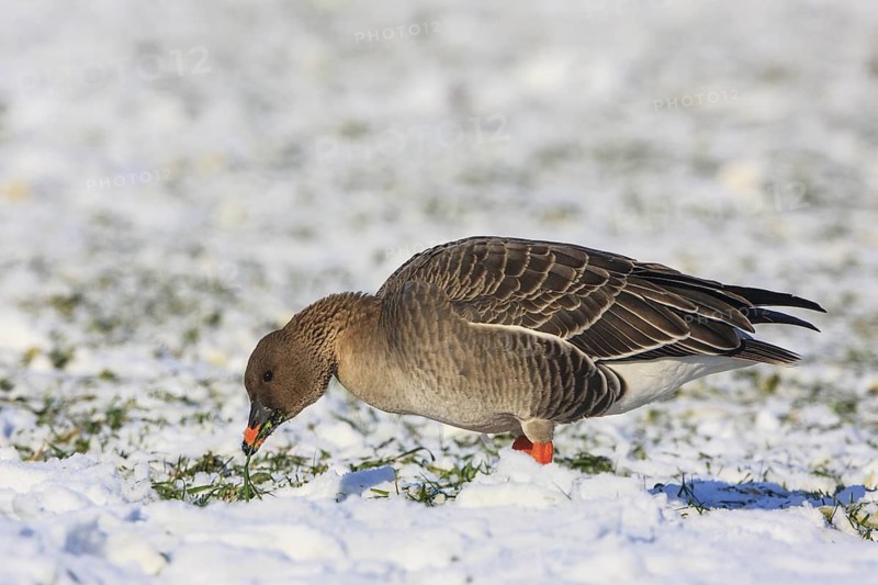 Taiga Bean Goose (Anser fabalis) foraging, North Rhine-Westphalia, Germany