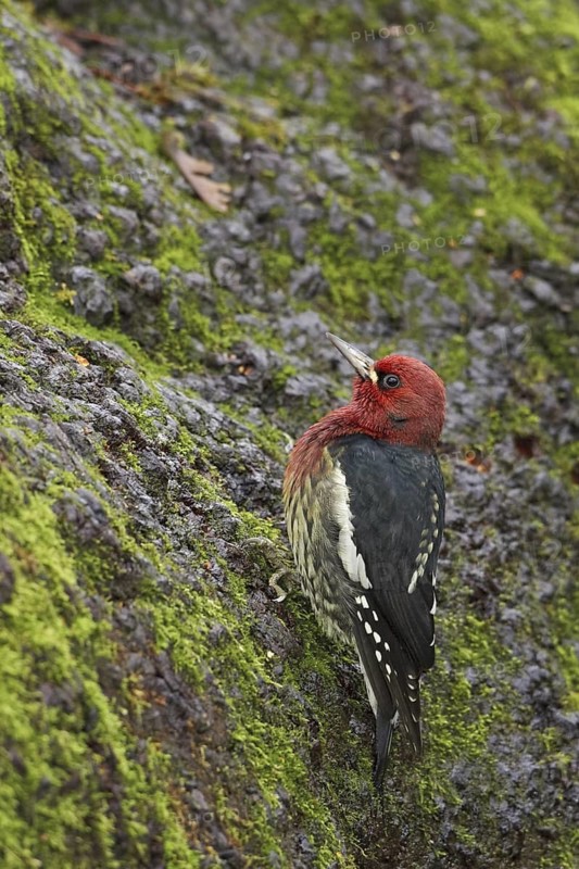 Red-breasted Sapsucker (Sphyrapicus ruber), British Columbia, Canada