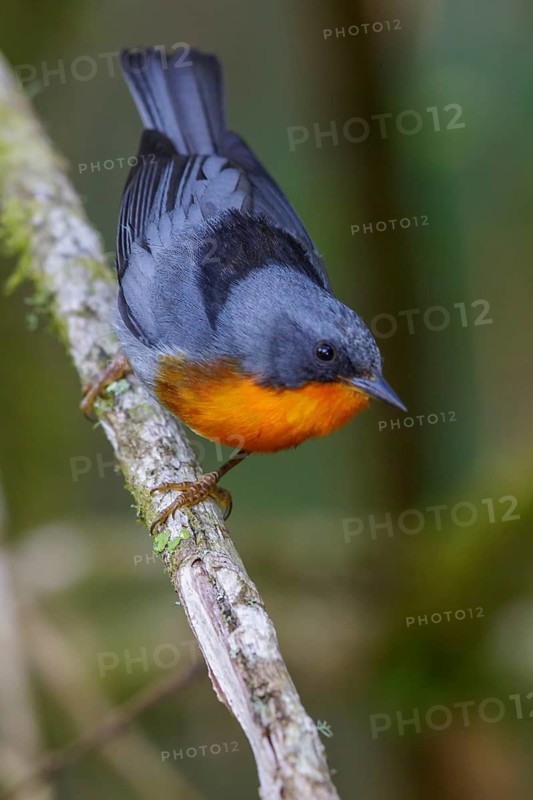 Flame-throated Warbler (Parula gutturalis) perched on a branch in Costa Rica