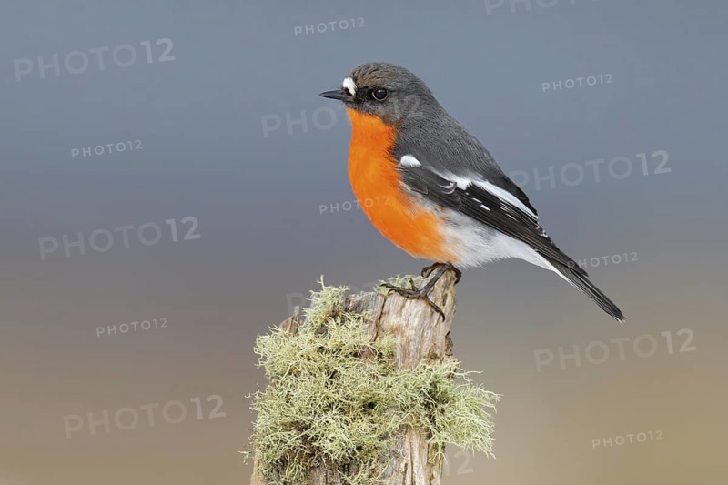Flame Robin (Petroica phoenicea) male, Victoria, Australia