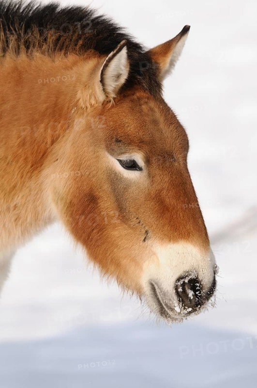 Close-up of a Przewalski's horse in the snow, peaceful portrait, Przewalski's horse (Equus ferus przewalskii), Bavarian Forest National Park