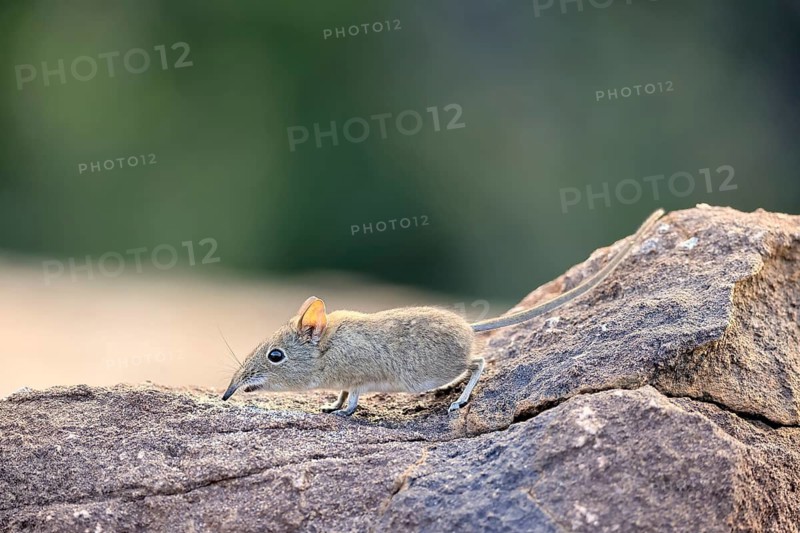 Short-eared Trunked Shrew (Macroscelides probosideus), Short-eared Elephant Shrew, Short-eared Trunked Shrew, adult, foraging, alert, Mountain Zebra National Park, Eastern Cape, South Africa