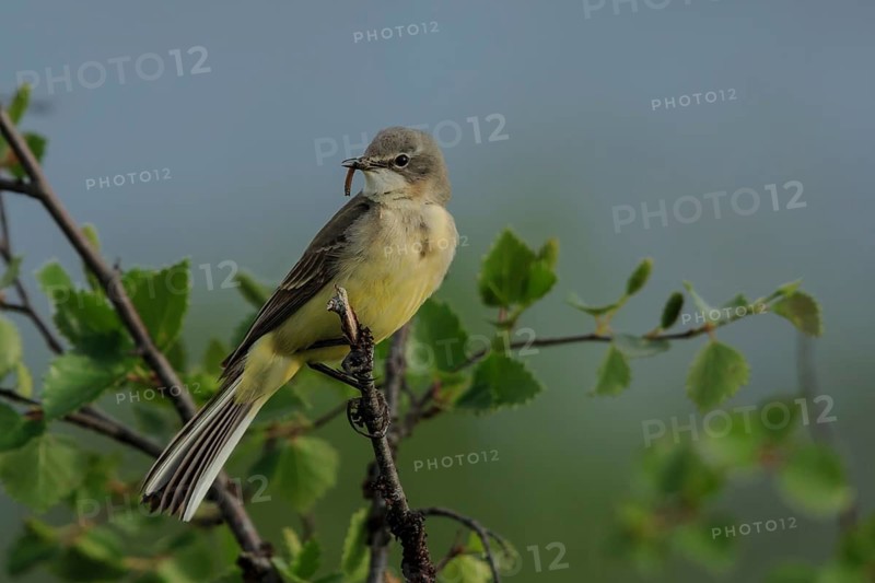 Western Yellow Wagtail (Motacilla flava thunbergi) female with food in its beak, Dalarna, Schweden