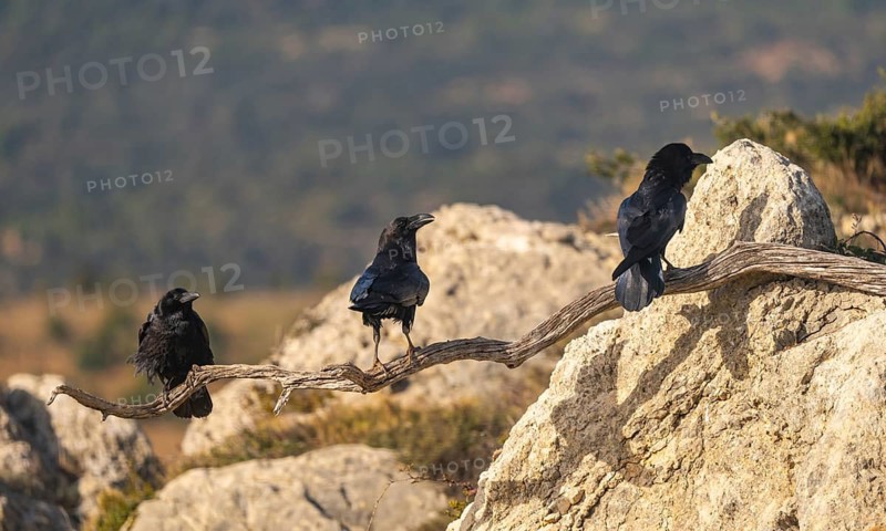 Three common ravens rest on a rugged branch amidst a rocky landscape. The scene captures their glossy black plumage and keen focus, emphasizing their presence in the wild