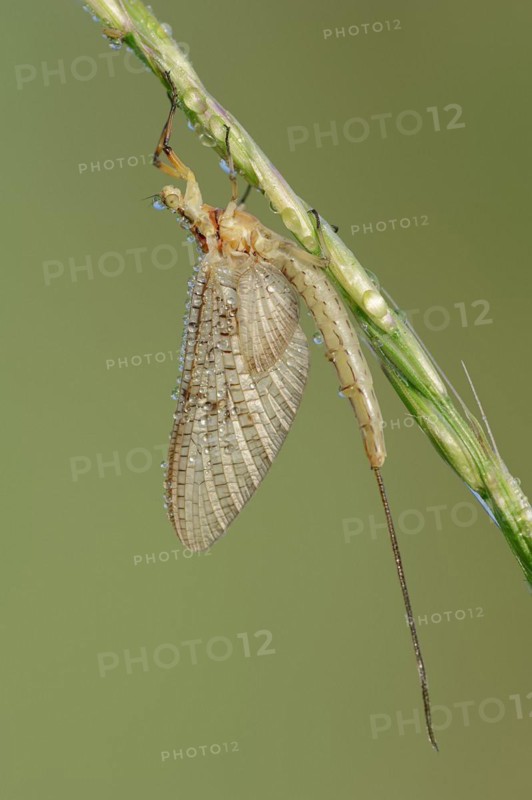 Mayfly (Ephemera glaucops), female with dewdrops, North Rhine-Westphalia, Germany