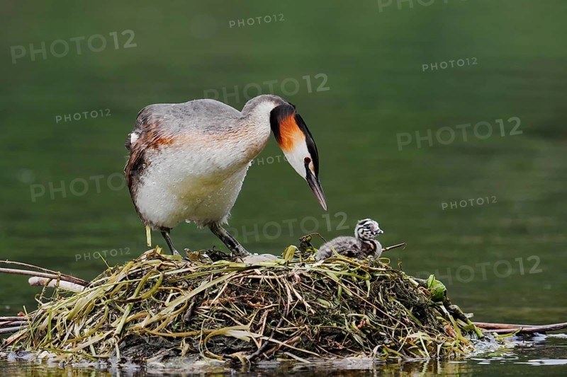 Great Crested Grebe (Podiceps scalloped ribbonfish) with chicks on the nest, North Rhine-Westphalia, Germany