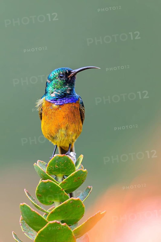 Orange-breasted sunbird (Anthobaphes violacea), Nectarinia violacea, Orange-breasted Sunbird, Souimanga orangé, Suimanga pechinaranja, Harold Porter National Botanical, Betty's Bay, Western Cape, South Africa
