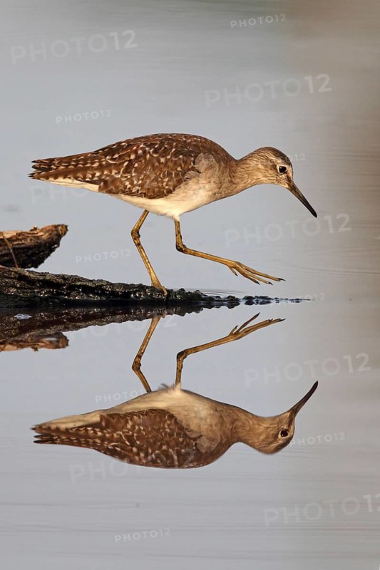 Wood Sandpiper (Tringa glareola) foraging, Penang, Malaysia
