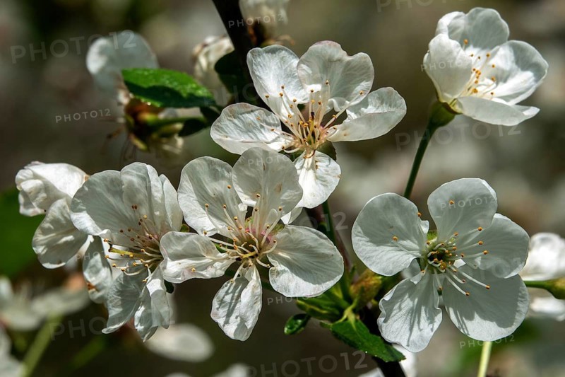 Cherry blossom, cherry, sour cherry or sour cherry (Prunus cerasus), Baden-Württemberg, Germany