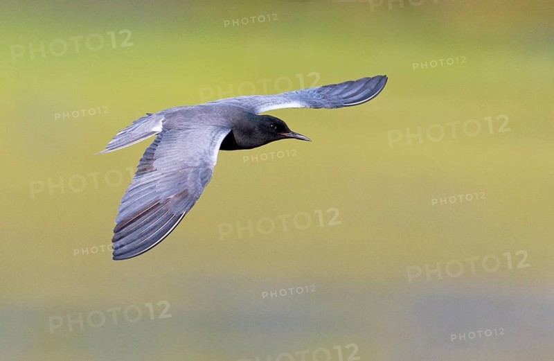 Black Tern (Chlidonias niger)