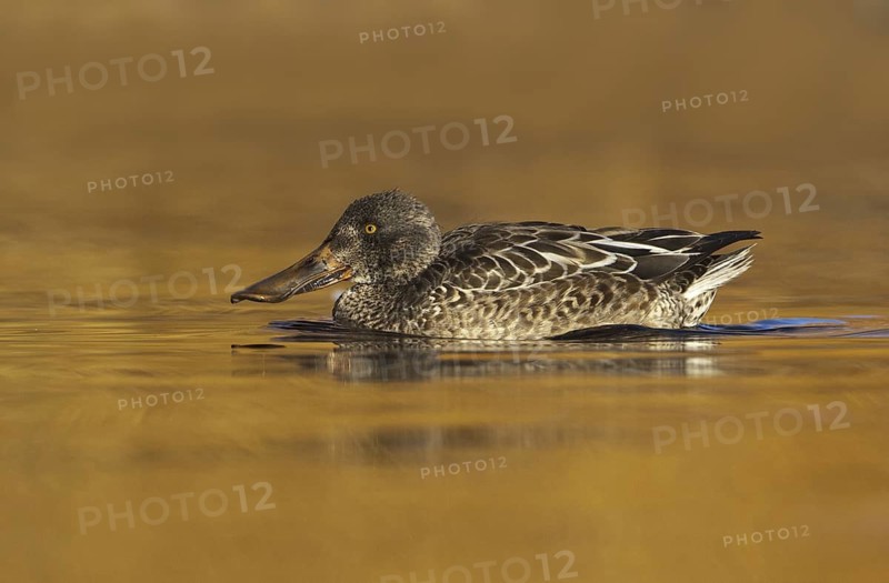 Northern Shoveler (Spatula clypeata) male, British Columbia, Canada