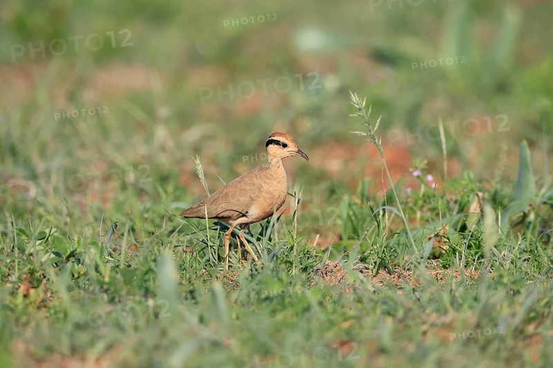 Temminck's Racer (Cursorius temminckii), adult, running, foraging, Mokala National Park, South Africa