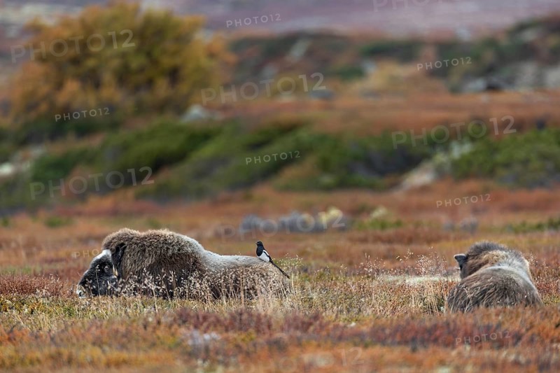 The look on the musk ox cow's (Ovibos moschatus) face quickly shows that it feels disturbed by the magpie standing on its back, the bird doesn't really care, annoyance, disturbance, autumn, autumn landscape, Ruska, tundra landscape, September, Norway