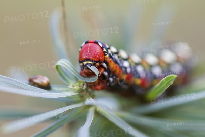 Hyles euphorbiae - Spurge Hawk-Moth - Wolfsmilchschwärmer, Germany (Baden-Württemberg), old larva