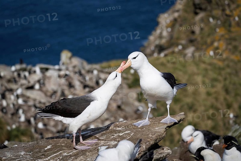 Black-browed albatross (Thalassarche melanophris), pair in courtship behaviour with beak contact on rocky outcrop, breeding colony with rockhopper penguin (Eudyptes chrysocome) in the background, Saunders Island, Falkland Islands