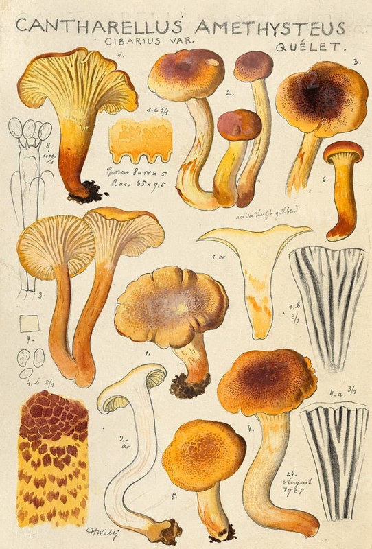 Mushroom, Mushrooms, Violet-scaled or Amethyst Chanterelle, Cantharellus amethysteus, authentic reproduction of an illustration by Hans Walty (1868-1948) from about 1915, historical