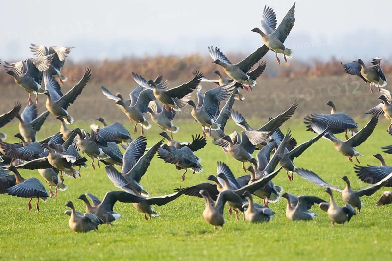 Pink-footed Goose (Anser brachyrhynchus) flock flying, Netherlands