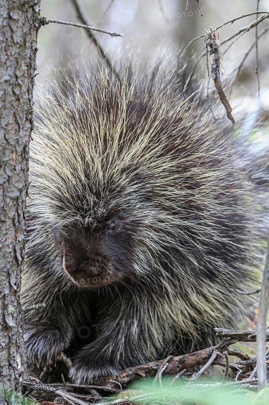 Tree porcupine (Erethizon dorsatum), tree porcupine, frontal, Yukon, Canada