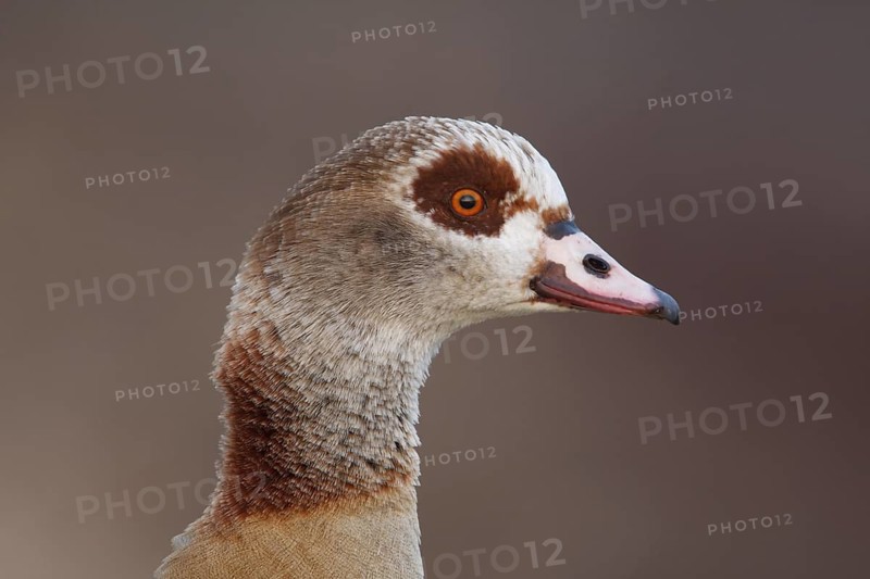 Egyptian Goose (Alopochen aegyptiaca), Baden-Wuerttemberg, Germany
