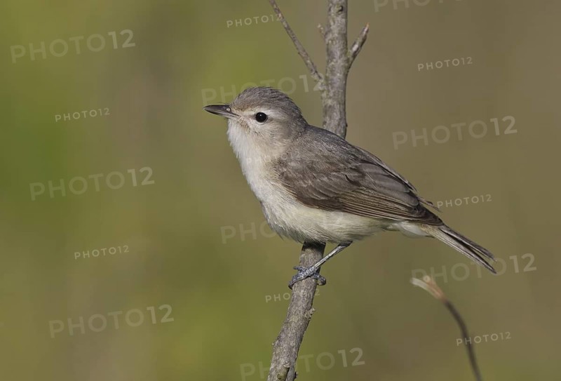 Warbling Vireo (Vireo gilvus), Ohio, USA