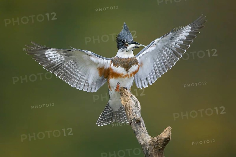 Belted Kingfisher (Megaceryle alcyon) female perched on a branch with a fish prey in its beak, Colorado, USA
