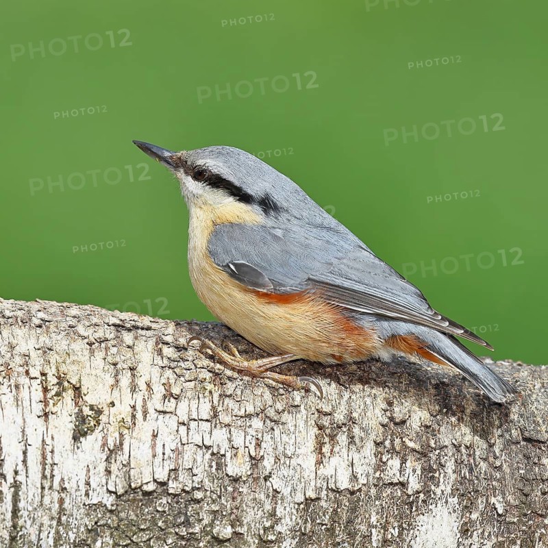 Nuthatch (Sitta europaea) sitting on a fallen birch trunk, Animals, Birds, Wilnsdorf, North Rhine-Westphalia, Germany