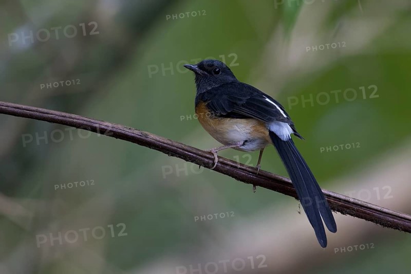 White-rumped Shama (Copsychus malabaricus) female, Malaysia