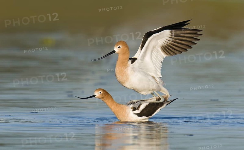 American Avocet (Recurvirostra americana), Arizona, USA