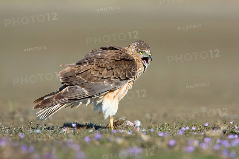 Swamp Harrier (Circus approximans) male with prey, Victoria, Australia