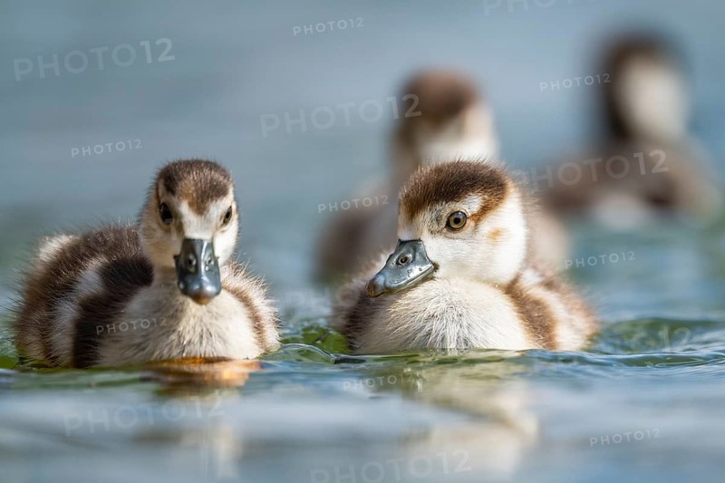 Egyptian goose (Alopochen aegyptiaca) chicks swimming on a lake, Bavaria, Germany