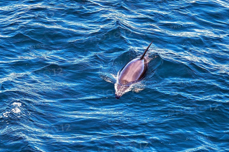A single dolphin swims on the vast ocean surface, The Clymene dolphin (Stenella clymene) near Puerto Madryn in Argentina