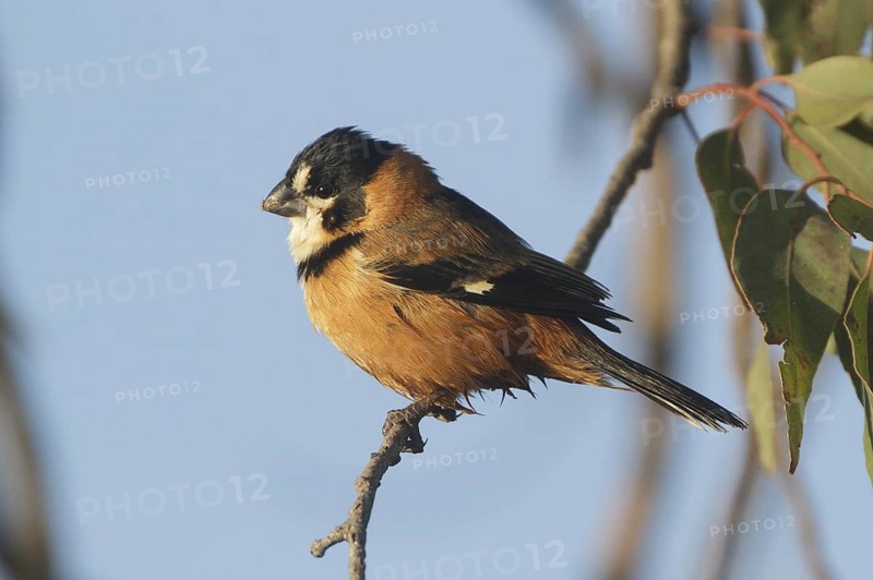 Rusty-collared Seedeater (Sporophila collaris melanocephala) male, Corrientes, Argentina