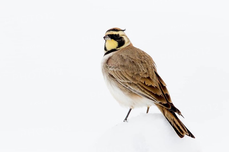Temminck's Lark (Eremophila bilopha), Morocco