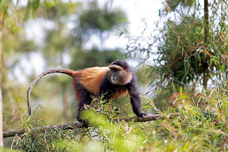 Golden monkey (Cercopithecus mitis kandti) in the bamboo forest, Virunga Volcanic Mountains, Parc National des Volcans, Volcanoes National Park, Rwanda