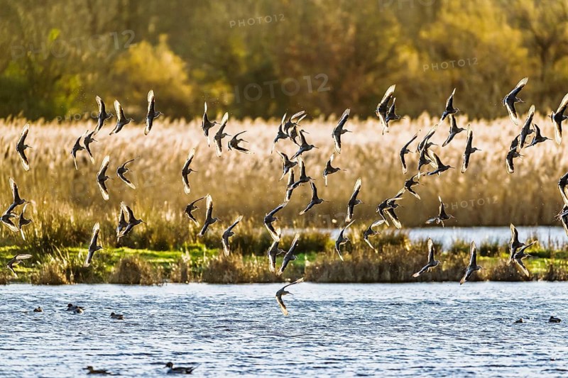 Black-tailed Godwits, Limosa limosa, birds in flight over marshes, Devon, England, United Kingdom